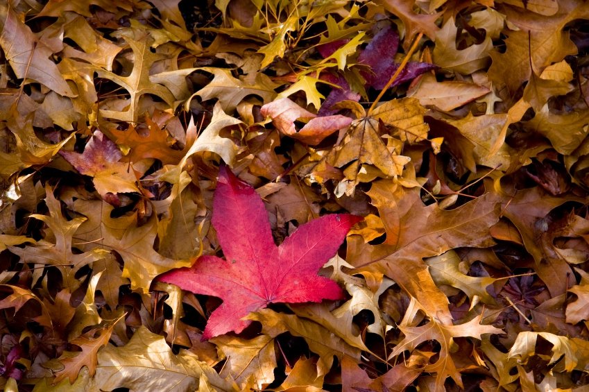 autumn red iStock_000008903466_Small