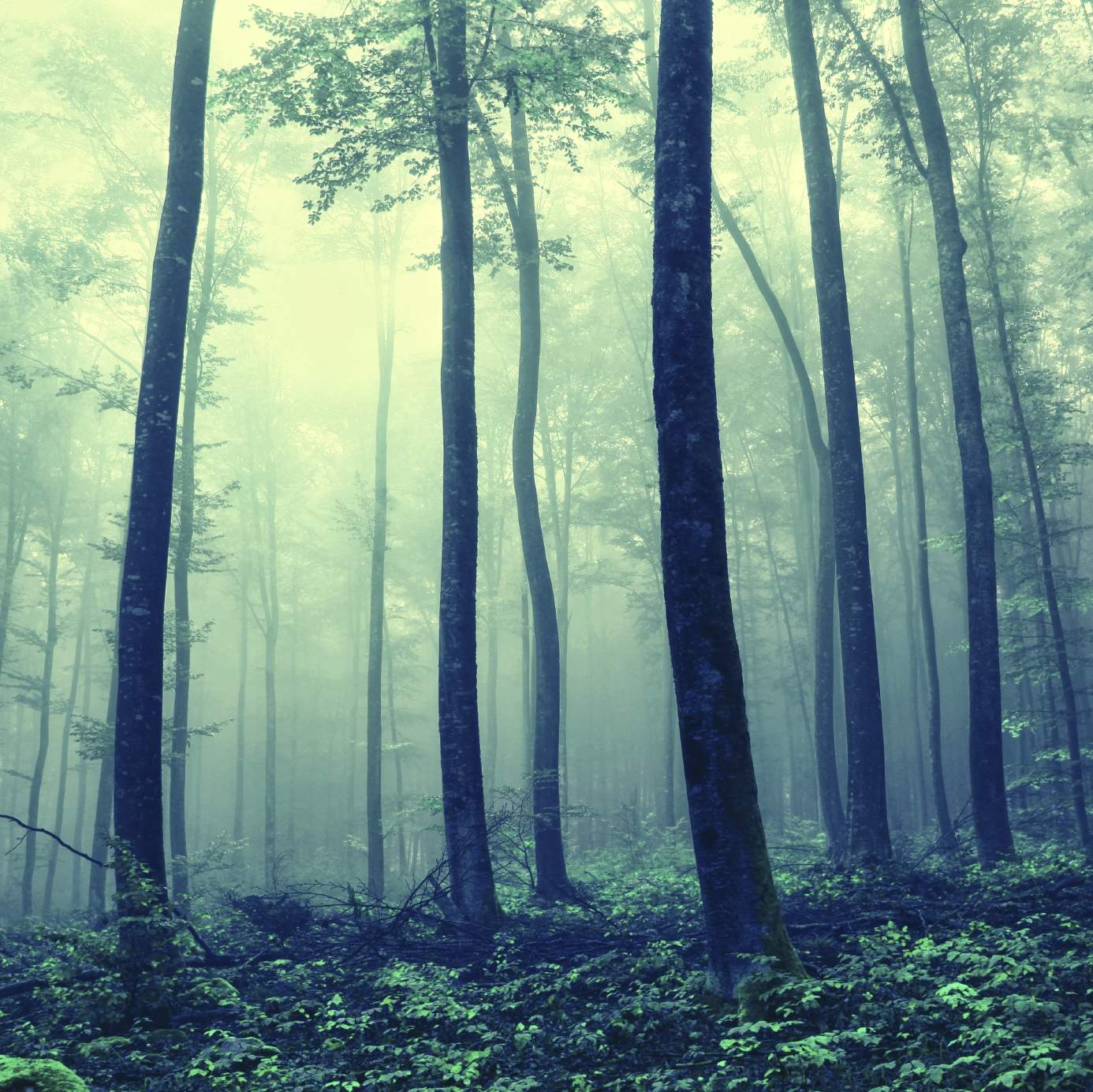 Foggy spooky forest